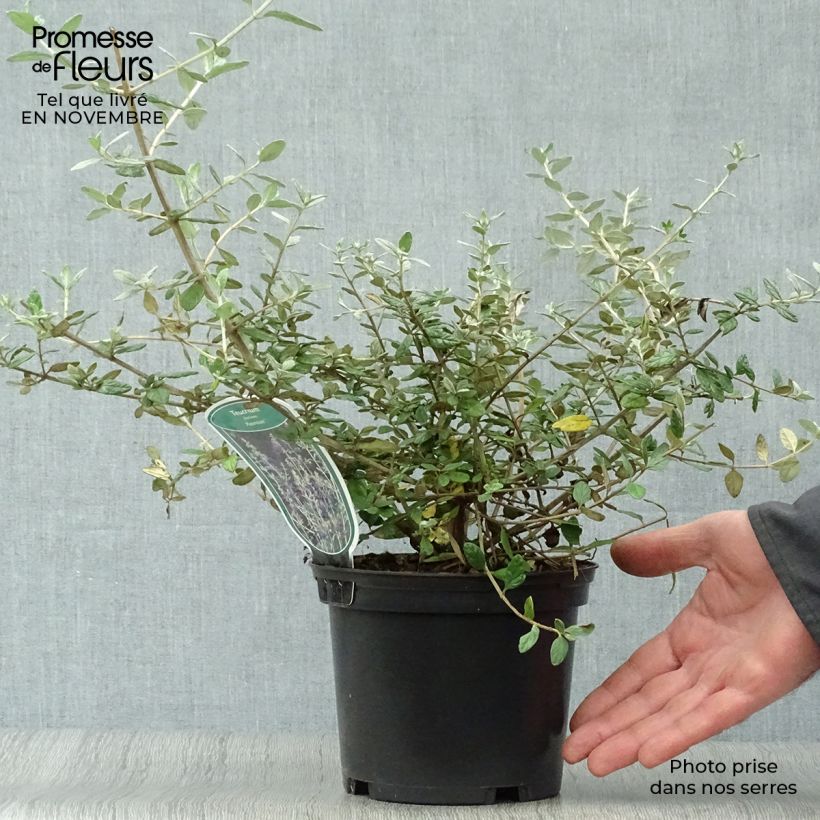 Example of Teucrium fruticans Azureum - Strauchiger Gamander Topf mit 2L/3L as you get in automne
