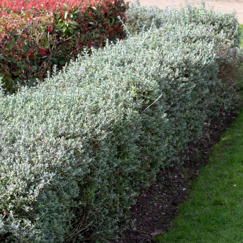 Teucrium fruticans - Strauchiger Gamander (Plant habit)