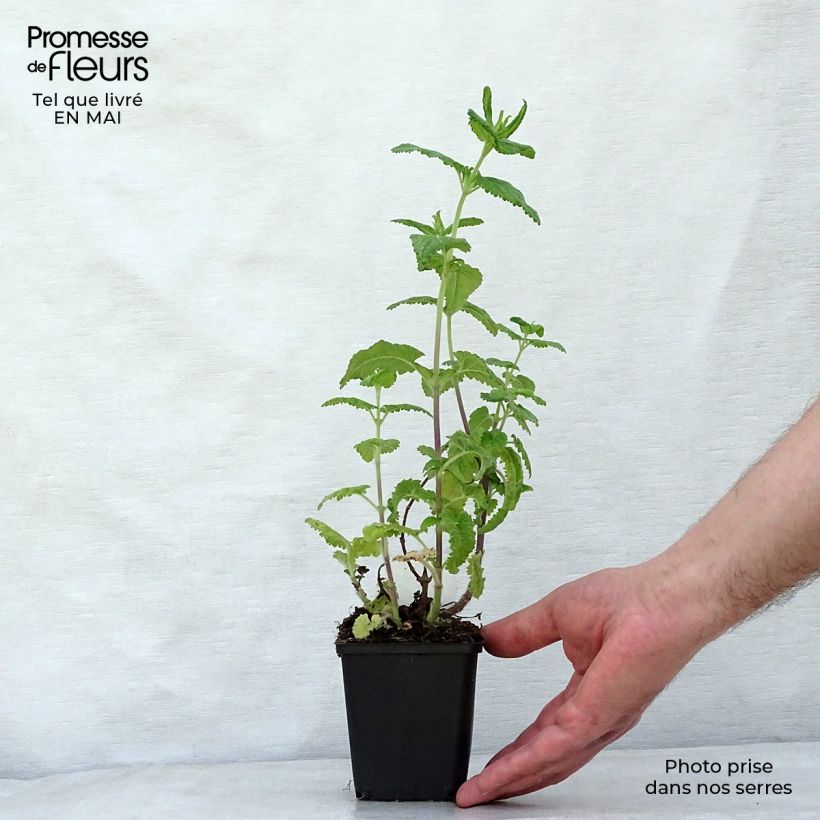 Exemplar von Teucrium hircanicum - Kaukasus-Gamander Kleine Töpfe von 8/9 cm wie im Frühjahr geliefert