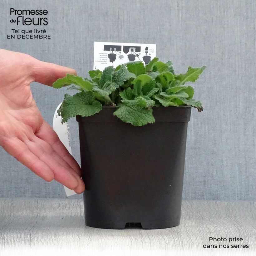 Exemplar von Teucrium hircanicum Paradise Delight - Kaukasus-Gamander Topf mit 2L/3L wie im Winter geliefert