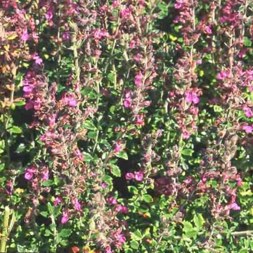 Teucrium lucidrys - Immergrüner Gamander (Flowering)