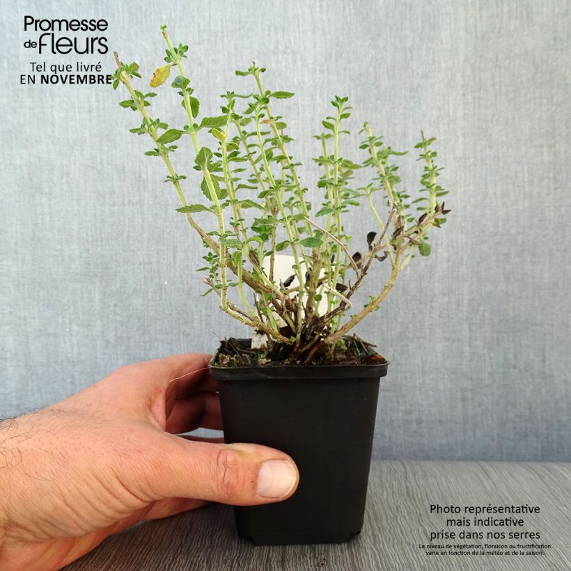 Example of Teucrium lucidrys - Immergrüner Gamander Kleine Töpfe von 8/9 cm as you get in automne