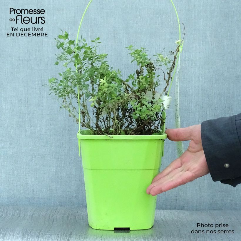 Exemplar von Teucrium lucidrys Lucky Gold - Immergrüner Gamander Topf mit 4L/5L wie im Winter geliefert