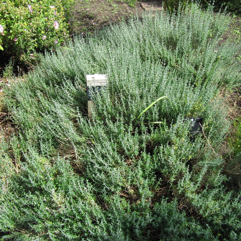 Teucrium marum - Katzen-Gamander (Plant habit)