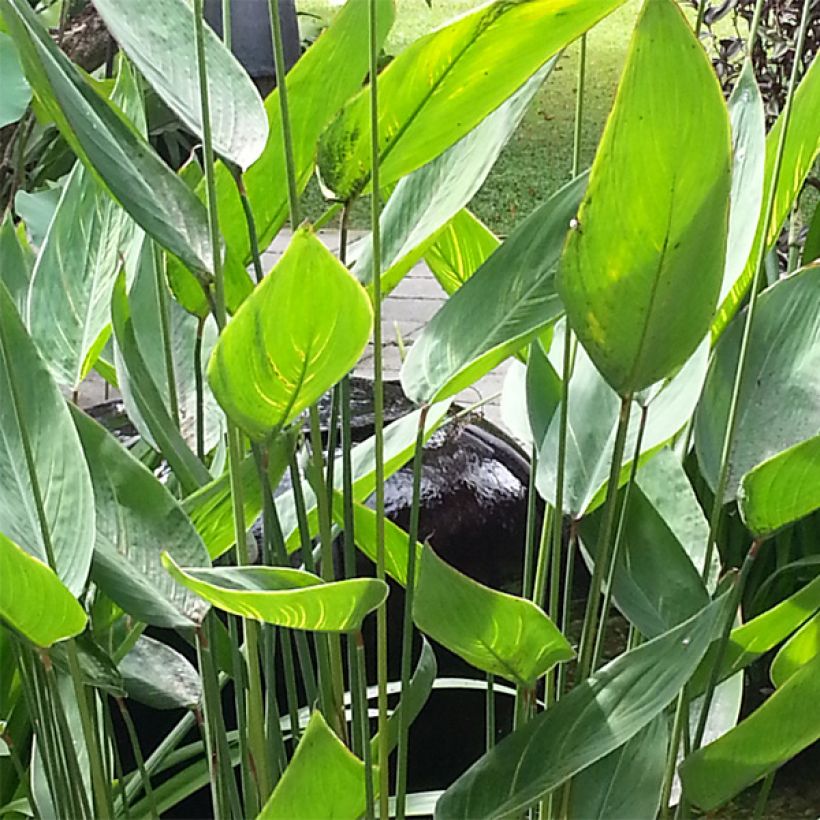 Thalia dealbata - Thalie (Foliage)