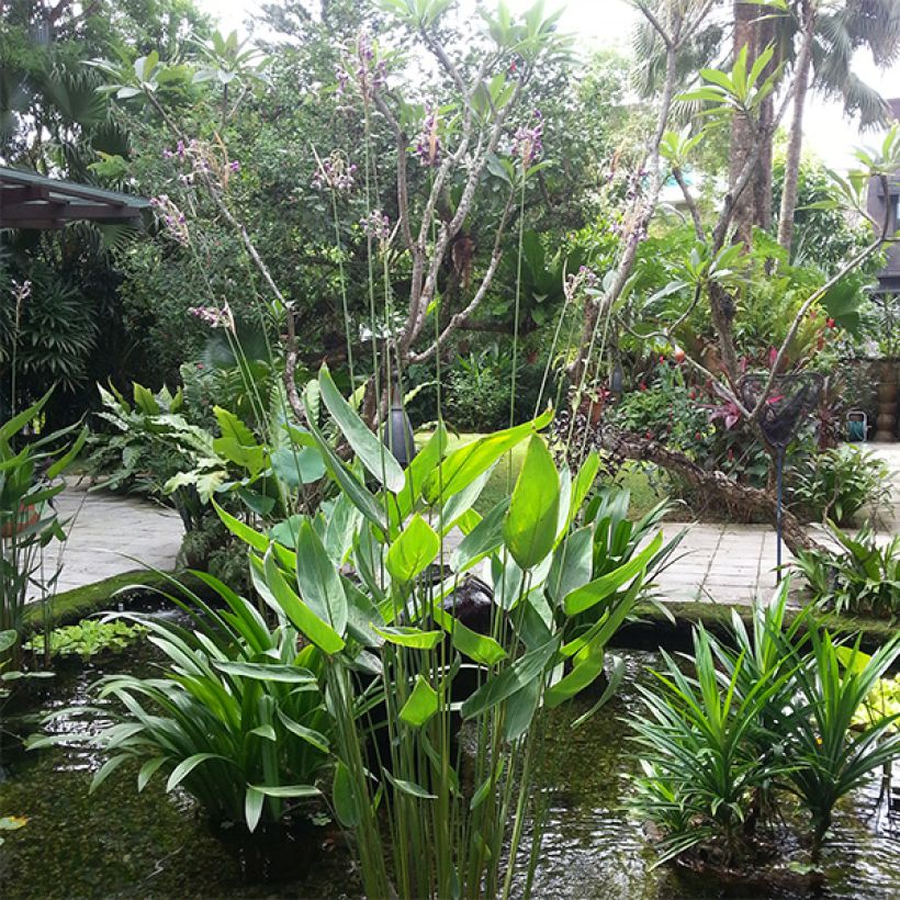 Thalia dealbata - Thalie (Plant habit)