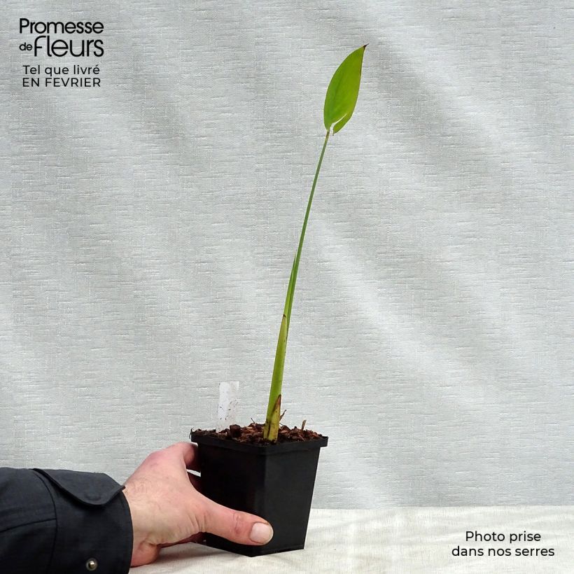 Exemplar von Thalia dealbata - Thalie Kleine Töpfe von 8/9 cm wie im Winter geliefert