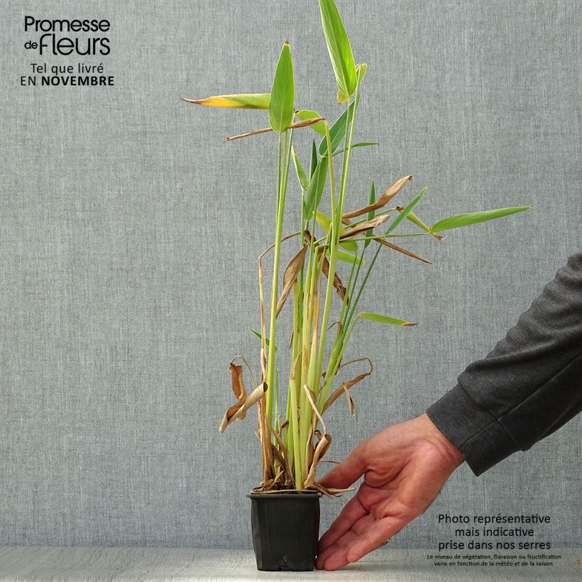 Example of Thalia dealbata - Thalie Kleine Töpfe von 8/9 cm as you get in automne