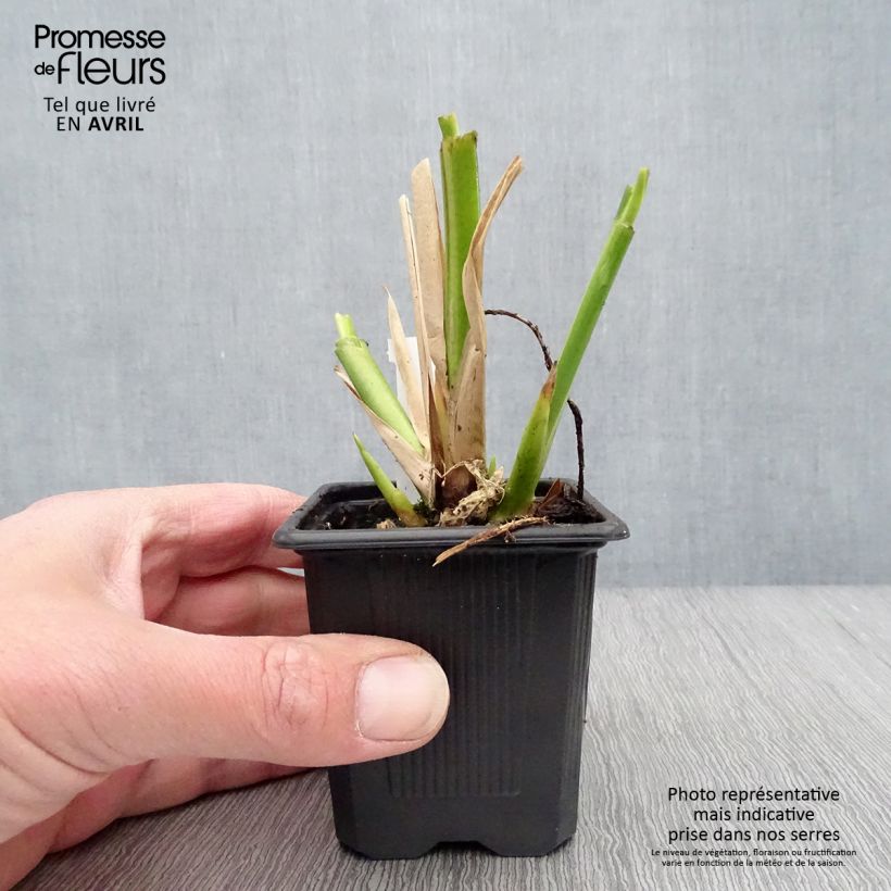 Exemplar von Thalia dealbata - Thalie Kleine Töpfe von 8/9 cm wie im Frühjahr geliefert