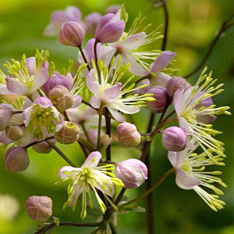 Thalictrum Anne - Wiesenraute (Flowering)