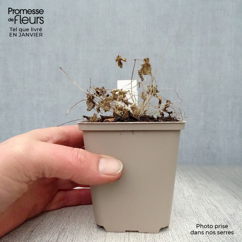 Exemplar von Thalictrum Black Stockings - Wiesenraute Kleine Töpfe von 8/9 cm wie im Winter geliefert