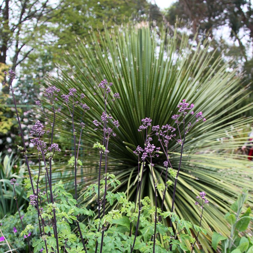 Thalictrum Black Stockings - Wiesenraute (Plant habit)