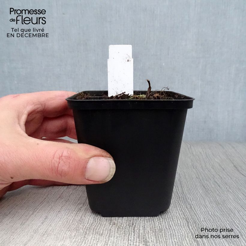 Exemplar von Thalictrum Elin - Wiesenraute Kleine Töpfe von 8/9 cm wie im Winter geliefert