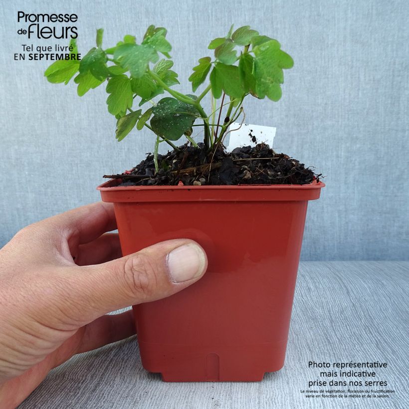 Example of Thalictrum Elin - Wiesenraute Topf mit 1L/1,5L as you get in automne