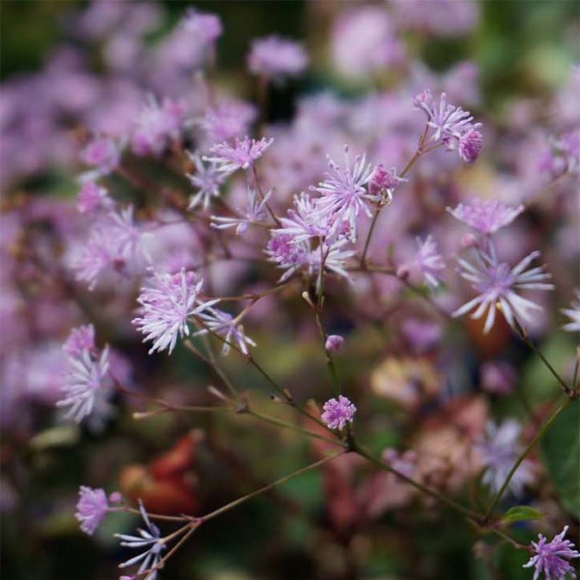 Thalictrum ichangense Evening Star - Wiesenraute (Flowering)