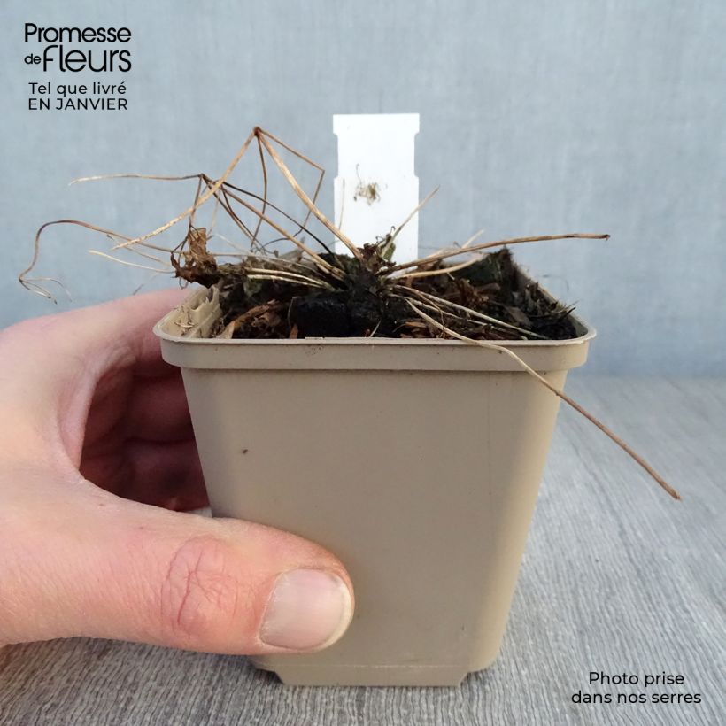 Exemplar von Thalictrum Little Pinkie - Wiesenraute Kleine Töpfe von 8/9 cm wie im Winter geliefert