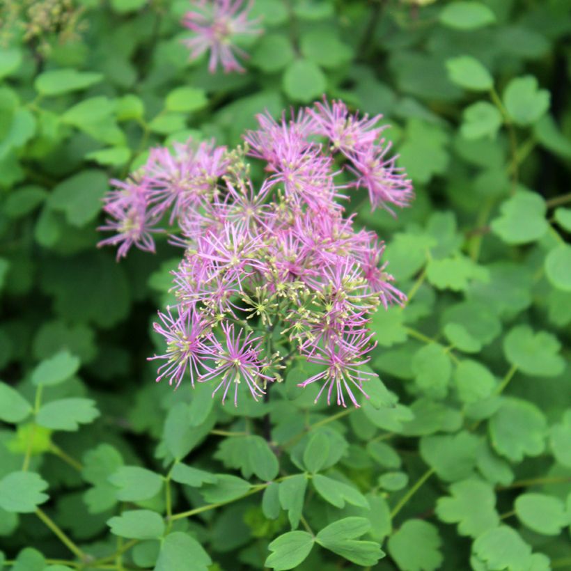 Thalictrum Little Pinkie - Wiesenraute (Flowering)