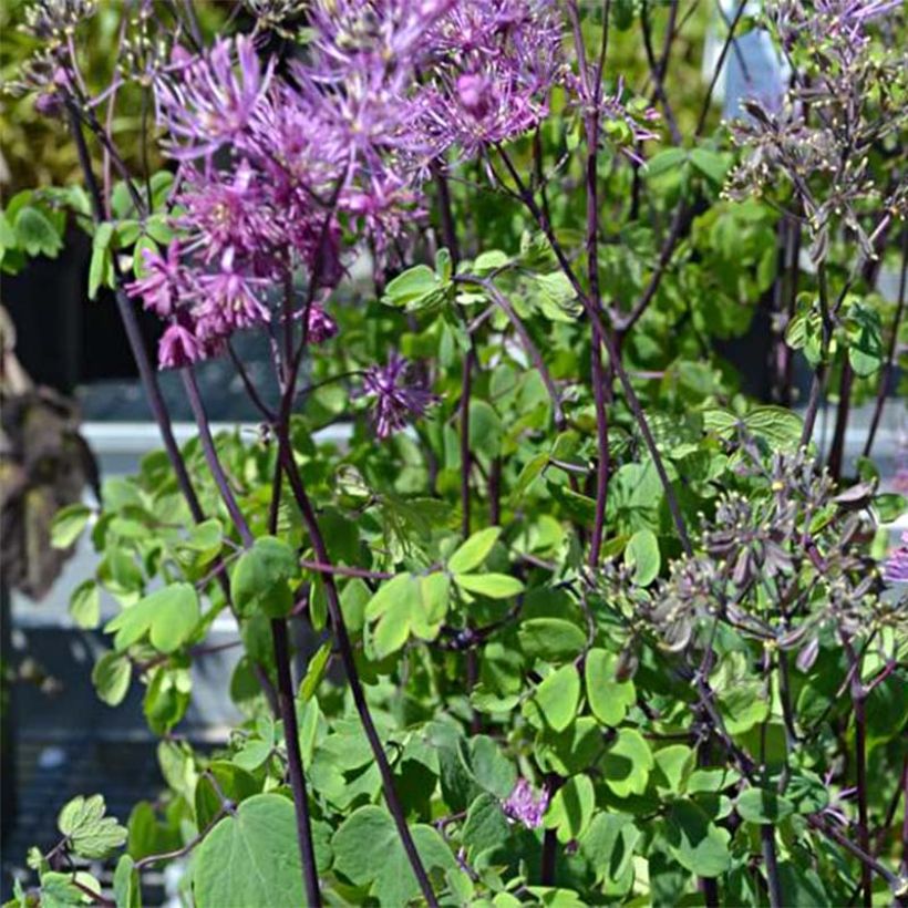 Thalictrum Purplelicious - Wiesenraute (Flowering)