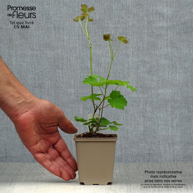 Exemplar von Thalictrum actaeifolium Perfume Star - Wiesenraute Kleine Töpfe von 8/9 cm wie im Frühjahr geliefert