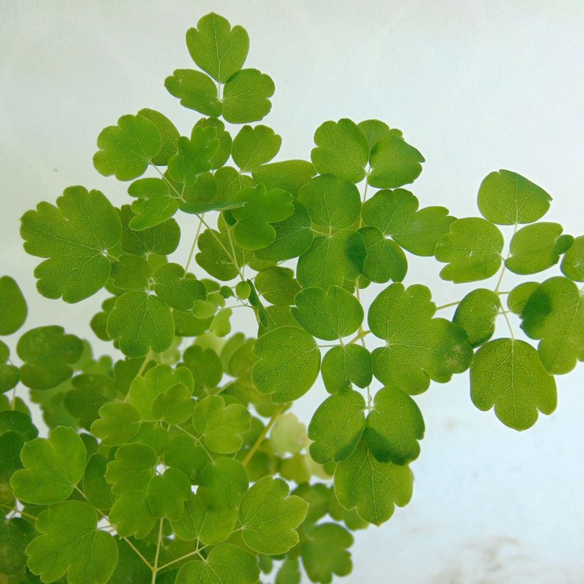 Thalictrum aquilegifolium Album - Akeleiblättrige Wiesenraute (Foliage)