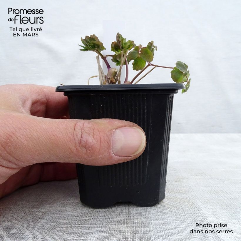 Exemplar von Thalictrum aquilegifolium Album - Akeleiblättrige Wiesenraute Kleine Töpfe von 8/9 cm wie im Frühjahr geliefert