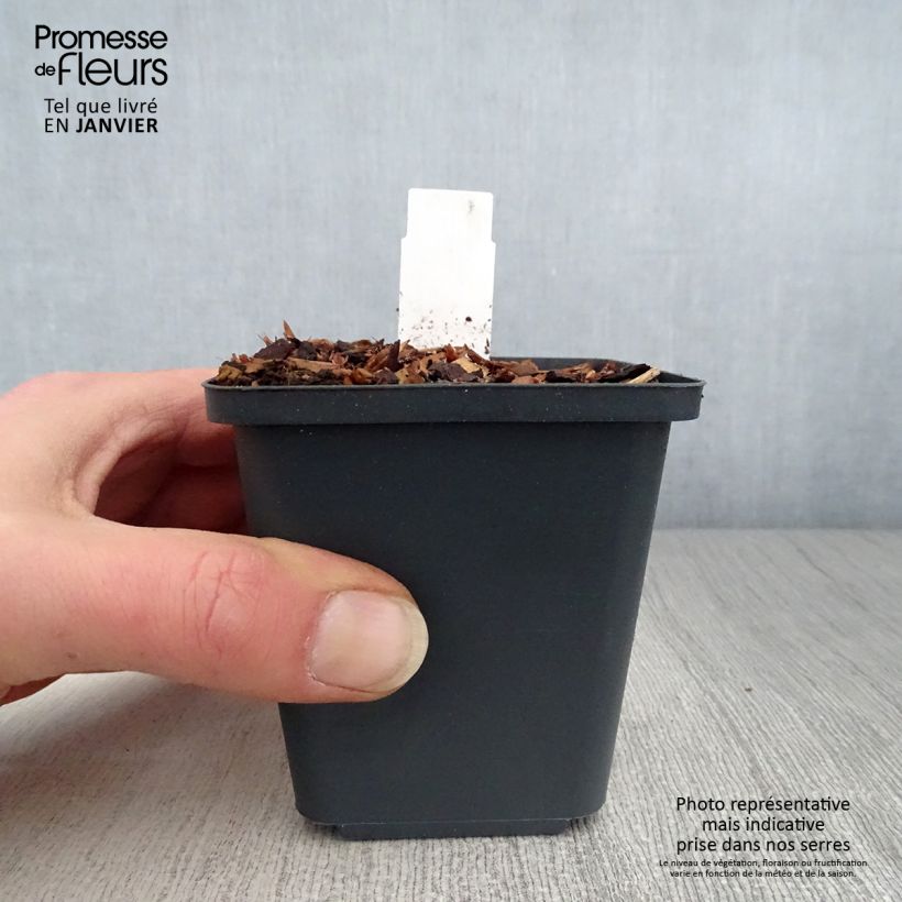 Exemplar von Thalictrum aquilegifolium Thundercloud - Akeleiblättrige Wiesenraute Kleine Töpfe von 8/9 cm wie im Winter geliefert