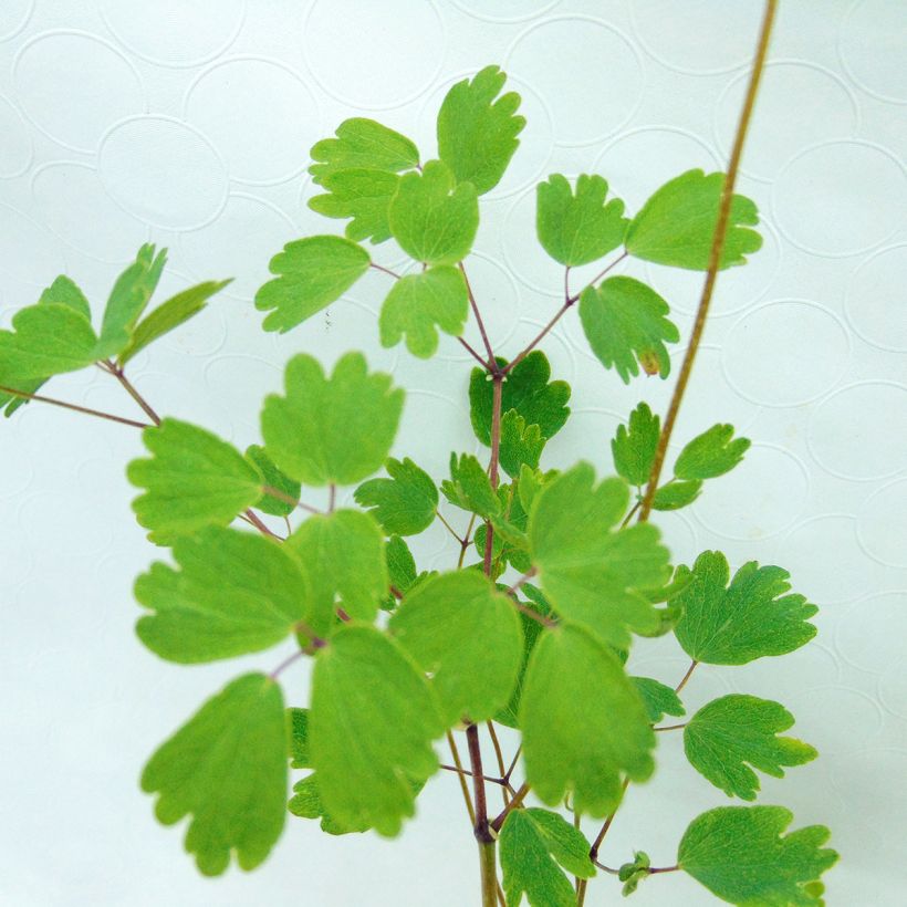 Thalictrum aquilegifolium Thundercloud - Akeleiblättrige Wiesenraute (Foliage)