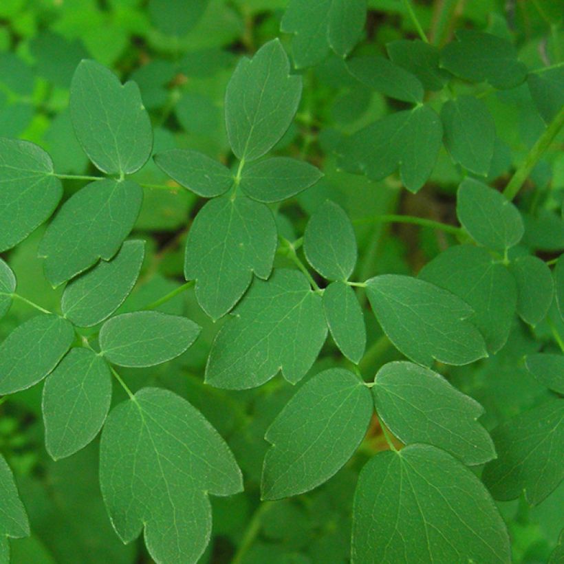 Thalictrum delavayi - Delavays Wiesenraute (Foliage)