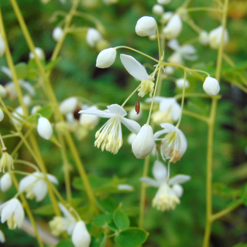 Thalictrum delavayi Album - Delavays Wiesenraute (Flowering)