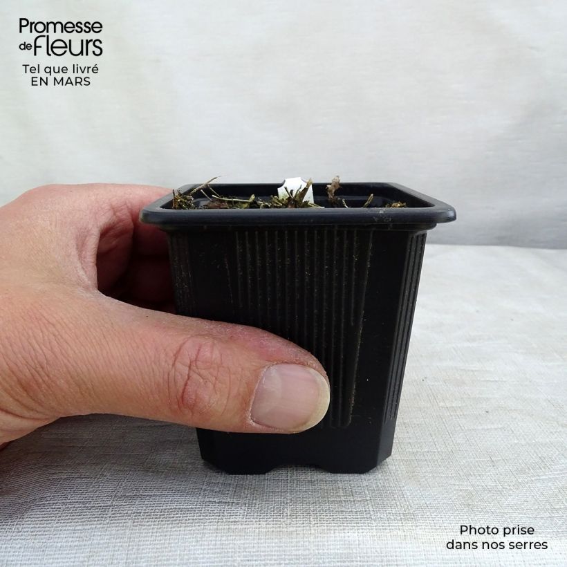 Exemplar von Thalictrum delavayi Album - Delavays Wiesenraute Kleine Töpfe von 8/9 cm wie im Frühjahr geliefert