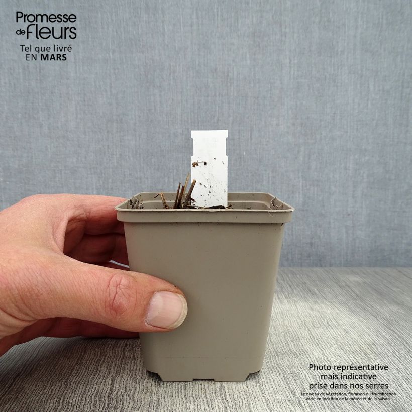 Exemplar von Thalictrum delavayi Ankum - Delavays Wiesenraute Kleine Töpfe von 8/9 cm wie im Frühjahr geliefert