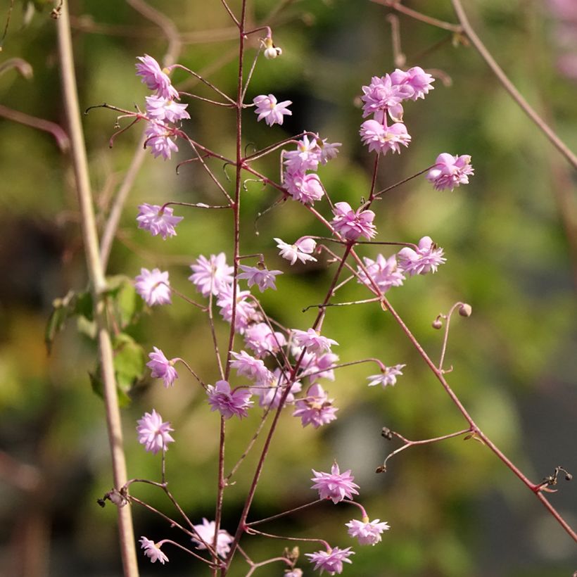 Thalictrum delavayi Hewitt's double - Delavays Wiesenraute (Flowering)