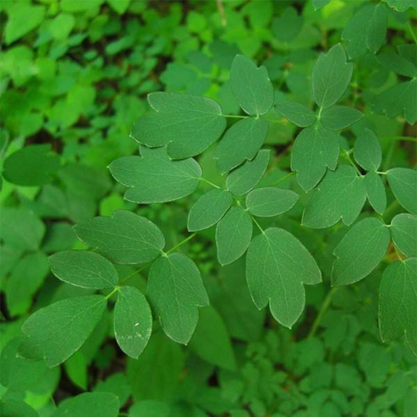 Thalictrum delavayi Hinckley - Delavays Wiesenraute (Foliage)