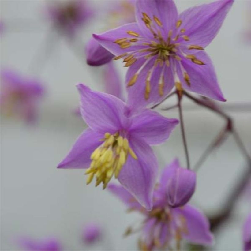 Thalictrum delavayi Hinckley - Delavays Wiesenraute (Flowering)
