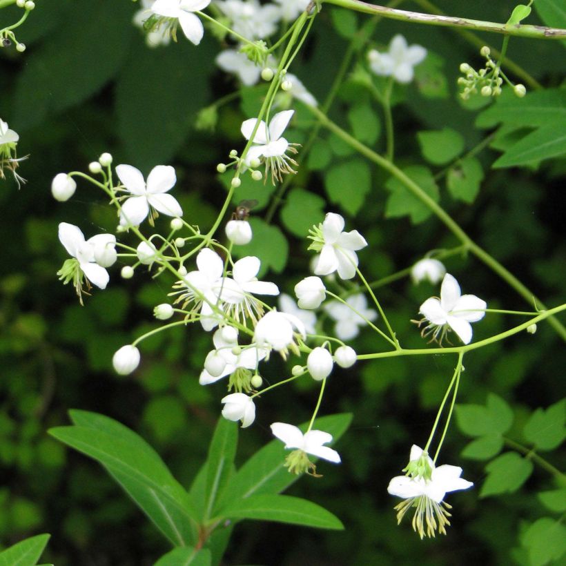 Thalictrum delavayi Splendide Album - Delavays Wiesenraute (Flowering)