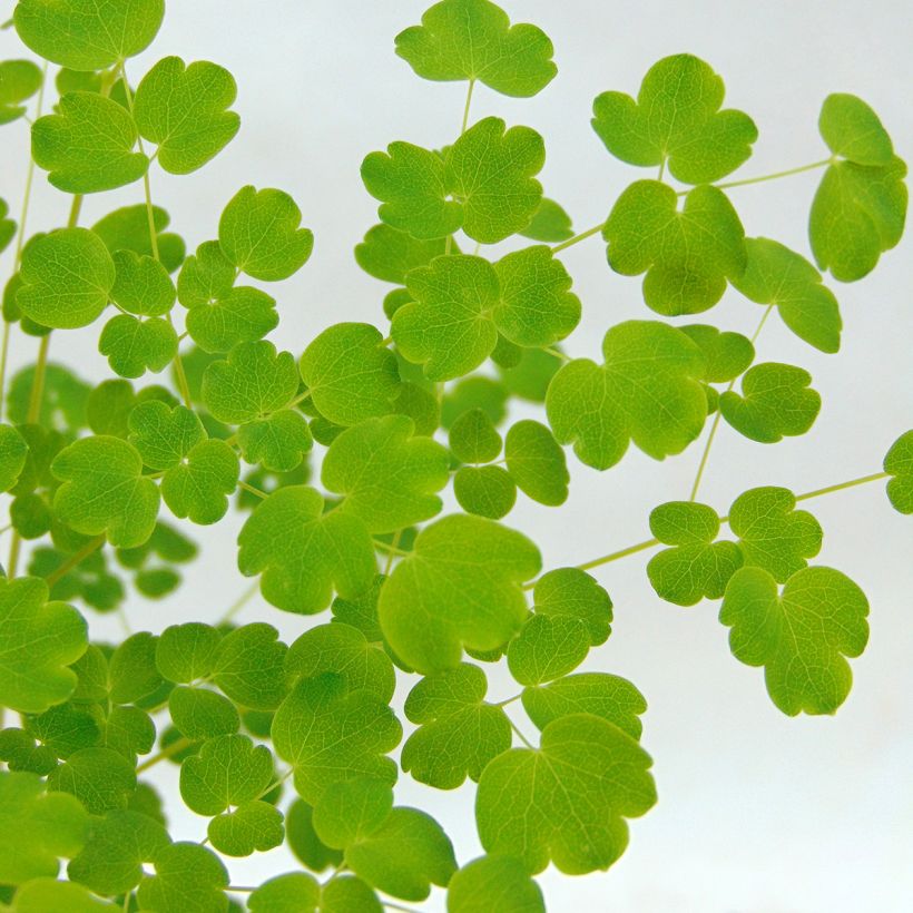 Thalictrum delavayi Splendide Album - Delavays Wiesenraute (Foliage)