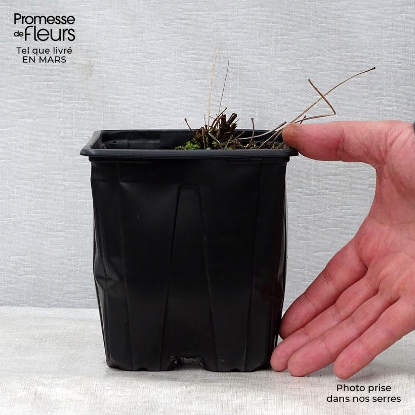 Example of Thalictrum delavayi Splendide Album - Delavays Wiesenraute Topf mit 2L/3L as you get in printemps