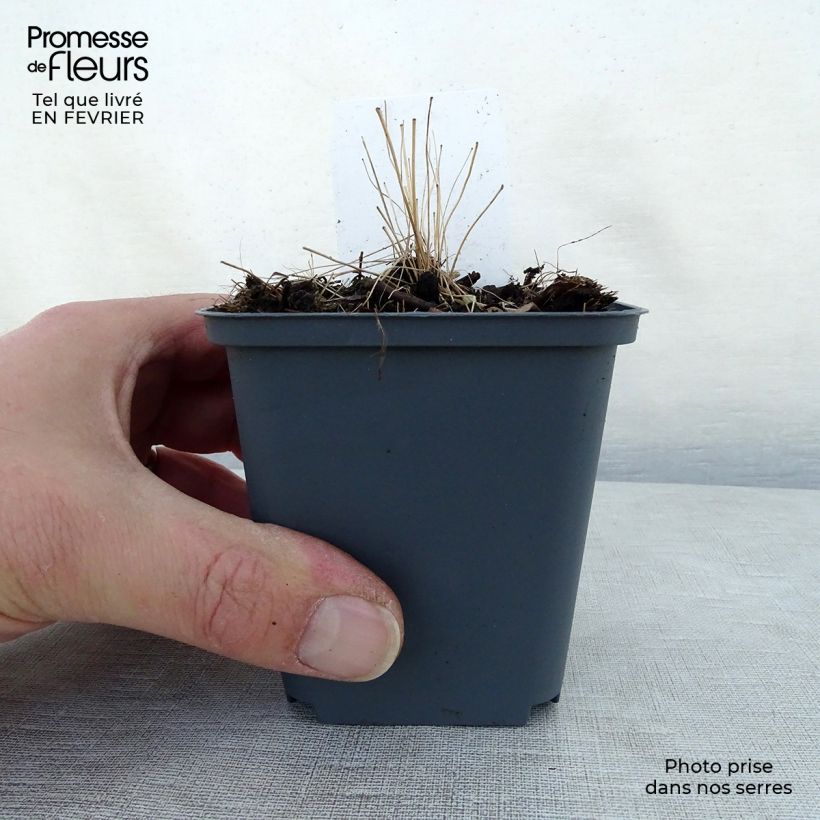 Exemplar von Thalictrum delavayi - Delavays Wiesenraute Kleine Töpfe von 8/9 cm wie im Winter geliefert