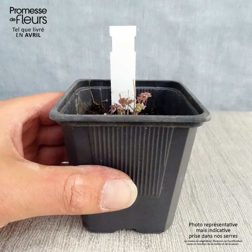 Exemplar von Thalictrum delavayi - Delavays Wiesenraute Kleine Töpfe von 8/9 cm wie im Frühjahr geliefert