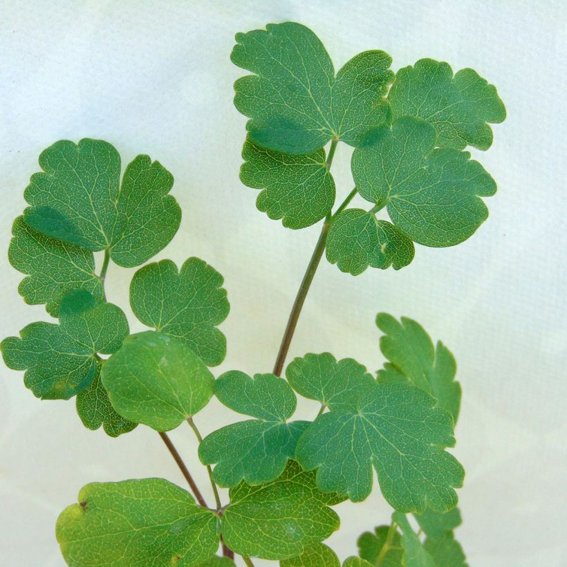 Thalictrum flavum subsp.glaucum - Graublättrige Wiesenraute (Foliage)