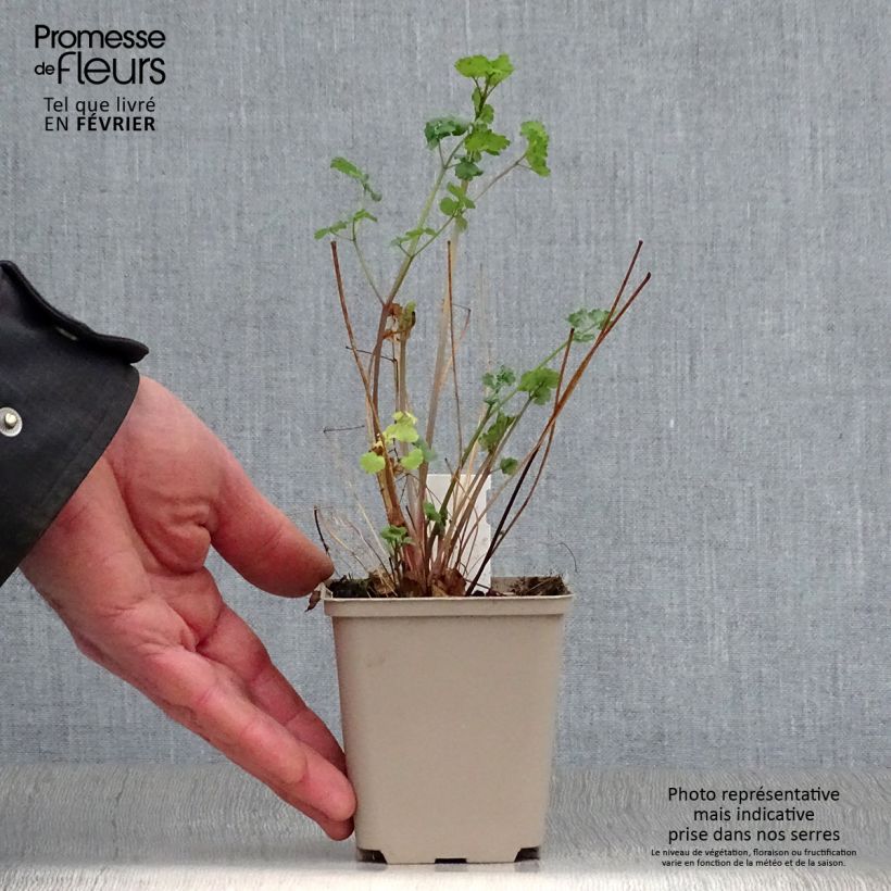 Exemplar von Thalictrum flavum subsp.glaucum - Graublättrige Wiesenraute Kleine Töpfe von 8/9 cm wie im Winter geliefert