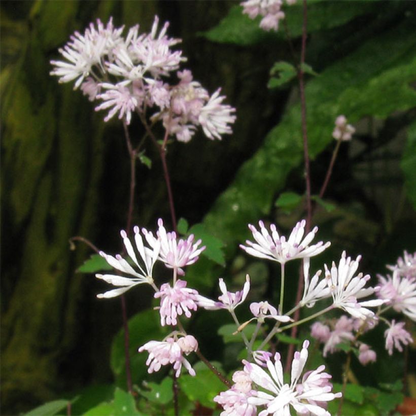 Thalictrum kiusianum - Kiuschu-Zwerg-Wiesenraute (Flowering)