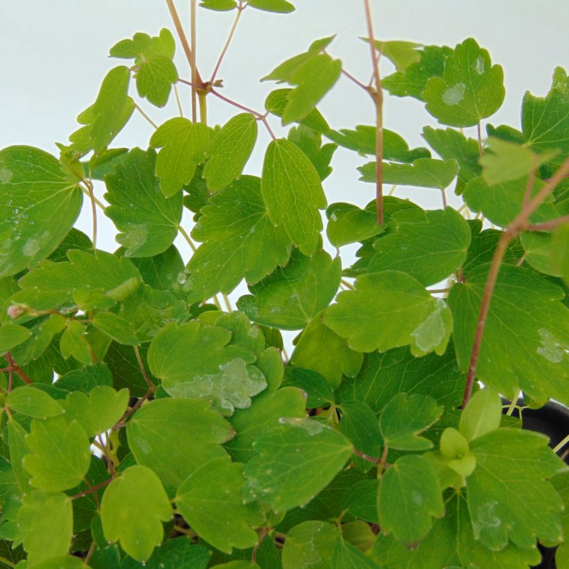 Thalictrum kiusianum - Kiuschu-Zwerg-Wiesenraute (Foliage)