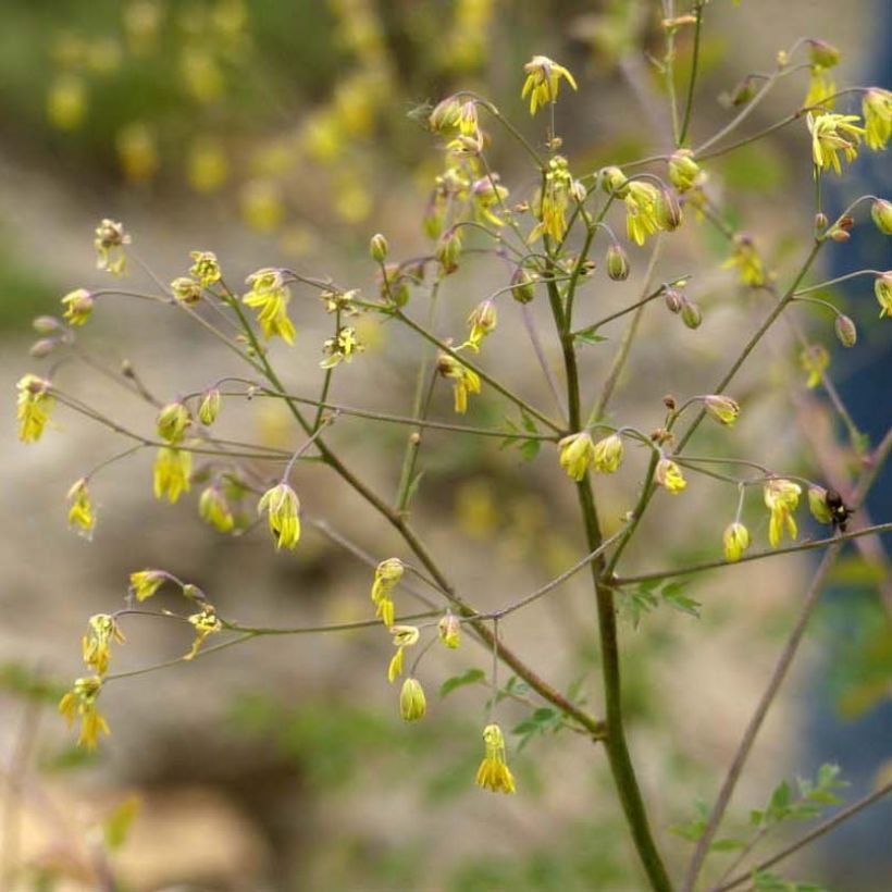 Thalictrum minus Adiantifolium - Kleine Wiesenraute (Flowering)