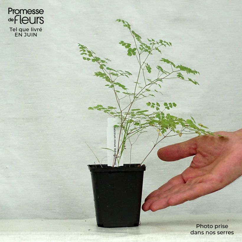 Example of Thalictrum minus Adiantifolium - Kleine Wiesenraute Kleine Töpfe von 8/9 cm as you get in ete