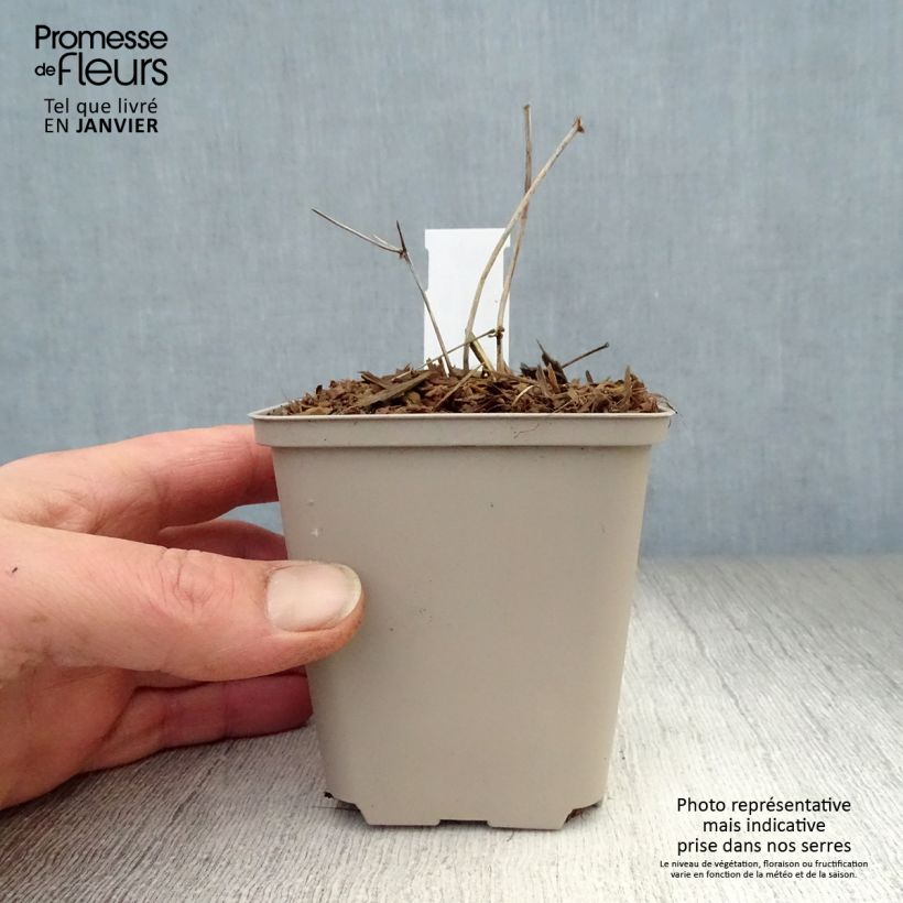 Example of Thalictrum petaloideum Ghent Ebony - Wiesenraute Kleine Töpfe von 8/9 cm as you get in hiver