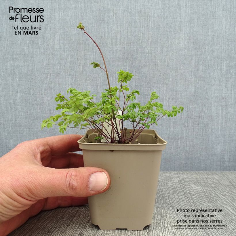 Example of Thalictrum petaloideum - Wiesenraute Kleine Töpfe von 8/9 cm as you get in hiver