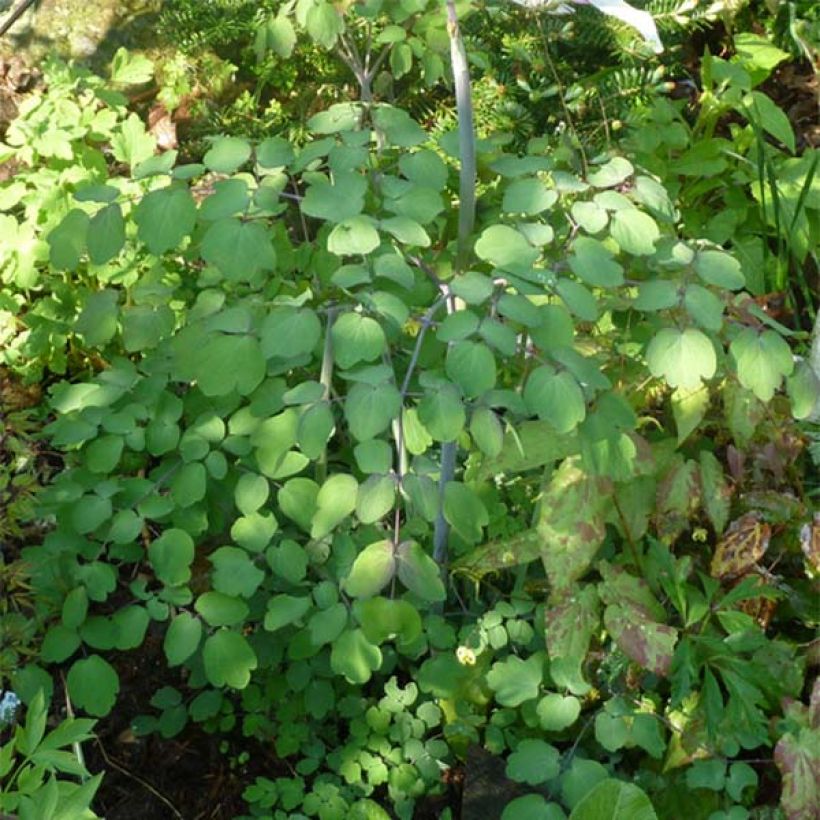 Thalictrum rochebrunianum - Prächtige Wiesenraute (Foliage)