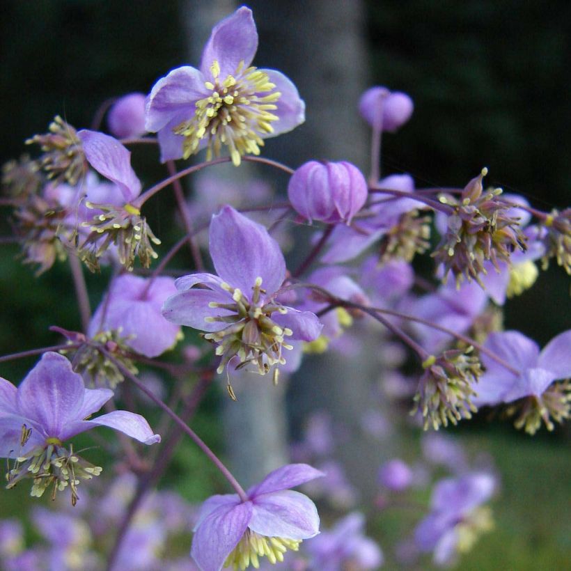 Thalictrum rochebrunianum - Prächtige Wiesenraute (Flowering)