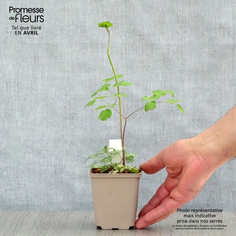 Exemplar von Thalictrum rochebrunianum - Prächtige Wiesenraute Kleine Töpfe von 8/9 cm wie im Frühjahr geliefert